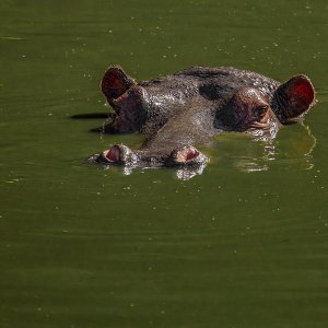 Hippo